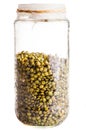 Wet Sprouting french Lentils in a Glass Jar