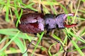 Wet stag Beetle Lucanus cervus on the grass Royalty Free Stock Photo