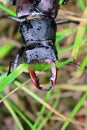 Wet stag Beetle Lucanus cervus on the grass Royalty Free Stock Photo