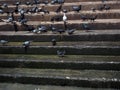 Wet of stair at riverside with group of pigeons