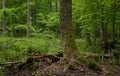 Wet stand of Bialowieza Forest with alder tree