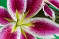 Wet Stargazer Lily Flower Royalty Free Stock Photo