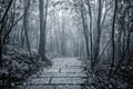 Wet stone path. Royalty Free Stock Photo