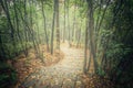 Wet stone path in the foggy forest at evening time. Royalty Free Stock Photo