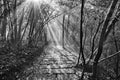 Wet stone path in Zhangjiajie Forest Park. Royalty Free Stock Photo