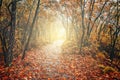 Wet stone path in Zhangjiajie Forest Park. Royalty Free Stock Photo