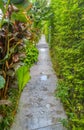 Wet Stone Pathway after Rain Through Various Type of Trees