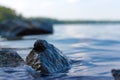 Wet stone protruding from calm water in the lake