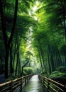 Wet stoned walkway through a bamboo trees forest