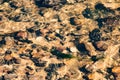 Wet stones and algae under water in a creek Royalty Free Stock Photo