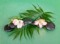 Wet stones and alstroemeria flower on howea leaf