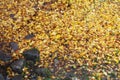 Wet stones and flying yellow leaves strewn the earth under a tree in the autumn in the park.