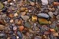 Wet stones with some seaweed on the beach Royalty Free Stock Photo