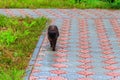 Wet stray sad black cat on pavement during a rain. Concept of protecting homeless animals Royalty Free Stock Photo