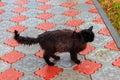 Wet stray sad black cat on pavement during a rain. Concept of protecting homeless animals Royalty Free Stock Photo