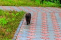 Wet stray sad black cat on pavement during a rain. Concept of protecting homeless animals Royalty Free Stock Photo