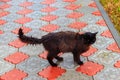 Wet stray sad black cat on pavement during a rain. Concept of protecting homeless animals Royalty Free Stock Photo