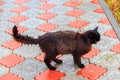 Wet stray sad black cat on pavement during a rain. Concept of protecting homeless animals Royalty Free Stock Photo