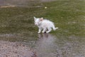 Wet stray sad kitten on street after a rain. Concept of protecting homeless animals Royalty Free Stock Photo