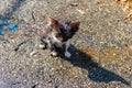 Wet stray sad kitten on a street after rain. Concept of protecting homeless animals Royalty Free Stock Photo