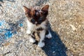 Wet stray sad kitten on street after a rain. Concept of protecting homeless animals Royalty Free Stock Photo