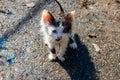 Wet stray sad kitten on street after a rain. Concept of protecting homeless animals Royalty Free Stock Photo