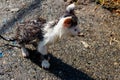 Wet stray sad kitten on street after a rain. Concept of protecting homeless animals Royalty Free Stock Photo