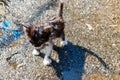 Wet stray sad kitten on street after a rain. Concept of protecting homeless animals Royalty Free Stock Photo