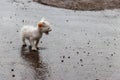 Wet stray sad kitten on street after a rain. Concept of protecting homeless animals Royalty Free Stock Photo