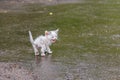 Wet stray sad kitten on street after a rain. Concept of protecting homeless animals Royalty Free Stock Photo