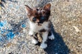 Wet stray sad kitten on street after a rain. Concept of protecting homeless animals Royalty Free Stock Photo