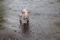 Wet stray sad kitten on street after a rain. Concept of protecting homeless animals Royalty Free Stock Photo