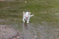 Wet stray sad kitten on street after a rain. Concept of protecting homeless animals Royalty Free Stock Photo