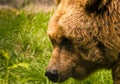 A wet strong, wet brown bear is looking ahead the environtment, looking very cute
