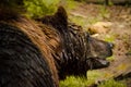 A wet strong, wet brown bear is looking ahead the environtment, looking very cute