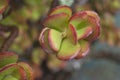 Wet Succulent Plant