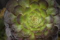 Wet Succulent Plant