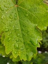 Wet sunlit leaf close-up in the rain