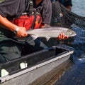 Wet`suwet`en Fisheries - Sockeye Salmon