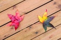 Wet sweet gum leaves on wooden decking Royalty Free Stock Photo