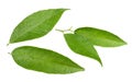 Wet tangerine leaf isolated