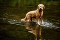 Wet tawny young female dog briard french shepherd standing in water