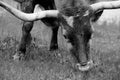 Wet Texas Longhorn cow grazing in rain closeup Royalty Free Stock Photo