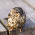 Wet thoughtful small sparrow