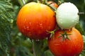 Wet tomato Royalty Free Stock Photo