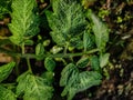 This is the wet tomato leaf close-up shot in a winter morning when sunlight fall on this leaf Royalty Free Stock Photo