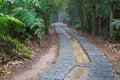 Wet trail leading deep into the jungle Royalty Free Stock Photo