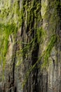 Wet tree bark covered with moss close-up with blurred areas Royalty Free Stock Photo