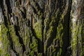 Wet tree bark covered with moss close-up Royalty Free Stock Photo