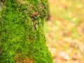 Wet tree trunk overgrown with moss in park in rain Royalty Free Stock Photo